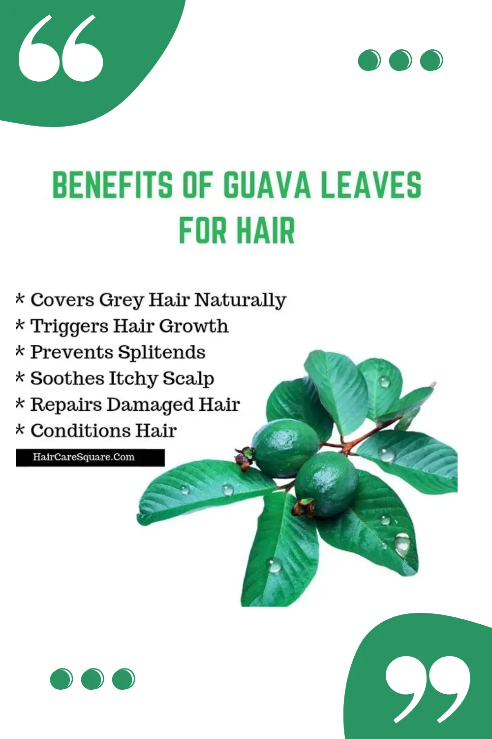 Infographic showing the benefits of using guava leaves for hair and scalp health